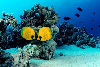 Ras Mohamed National Park photo